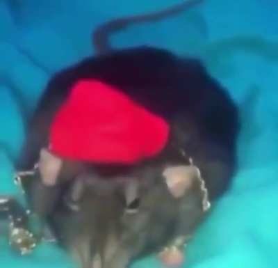 RatNasty, barer of unparalleled amounts of drip.