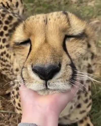 Did you know cheetahs are not considered big cats because they purr and don&rsquo;t roar