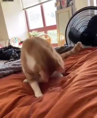This shit ia sO cute