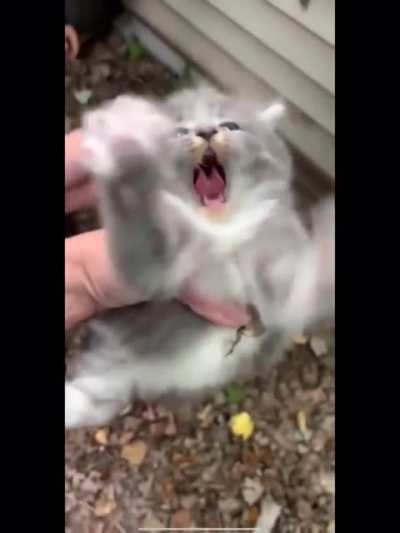 Perfect cut screaming kitten