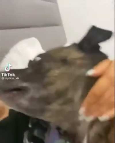 What the dog doin