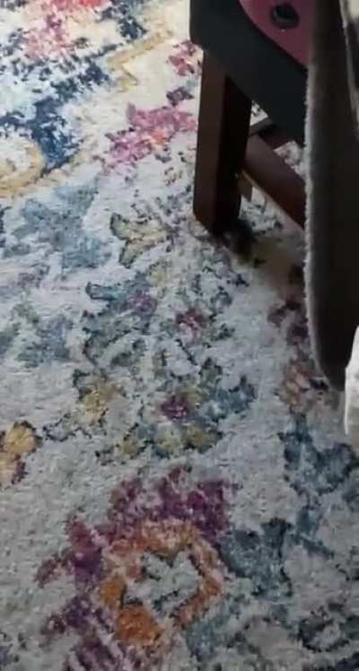 A mouse as a present