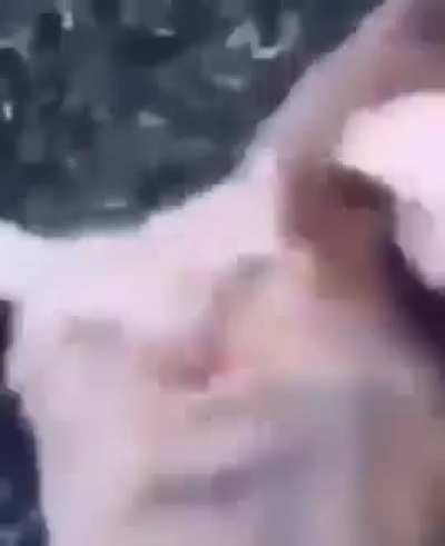 Silly cat