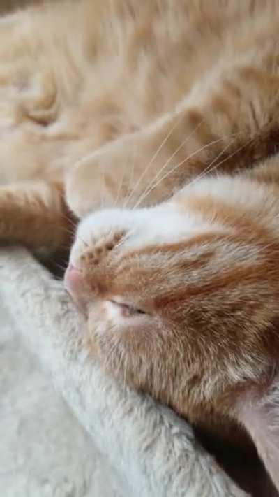 "Let me SLEEP!"