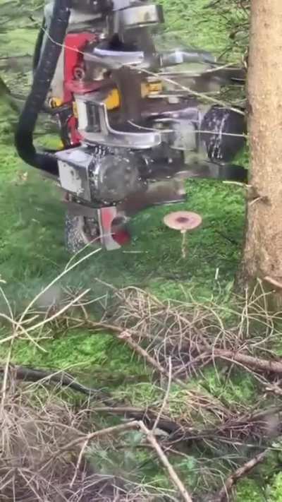 Fuck this mushroom 