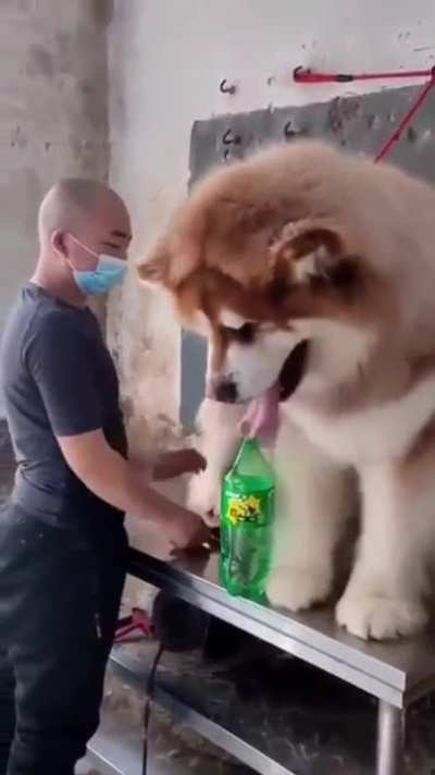 Huge cute dogg