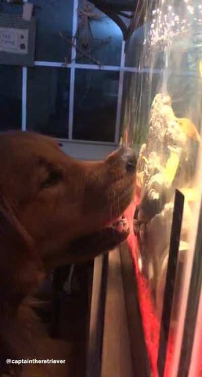 Dog meets fish tank
