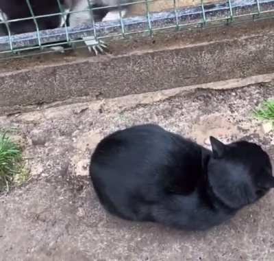 Must pet