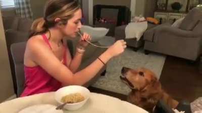 Lady &amp;amp; The Tramp