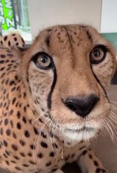 Perfect purr
