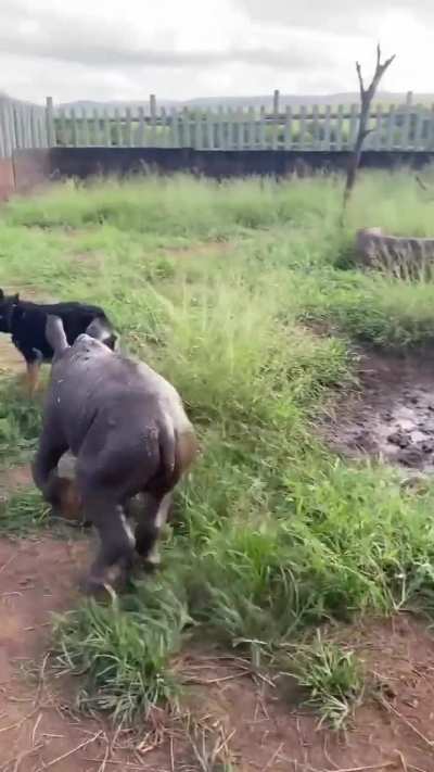 Baby tank and his playmate at the sanctuary