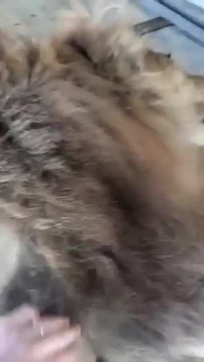 iDiOt DIStUrb AFucKiNG liOn