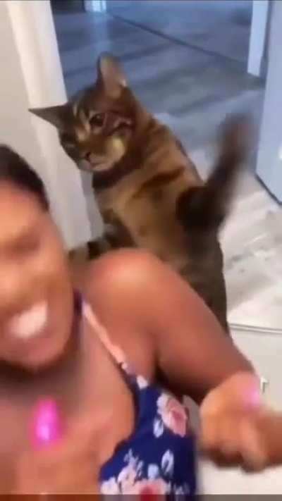 Feed that damn cat