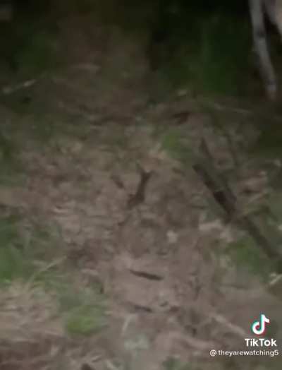 Cursed_forest