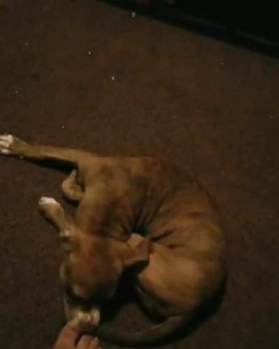 My pup finally caught her tail and did not like it(sorry for bad quality )