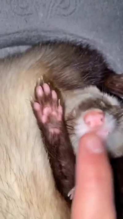 When your weasel breaks it&rsquo;s important to put them to sleep to get them back into shape