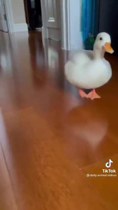Duckie zoomies