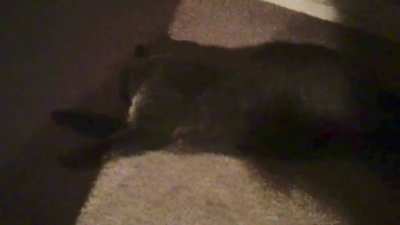 Cat surprise