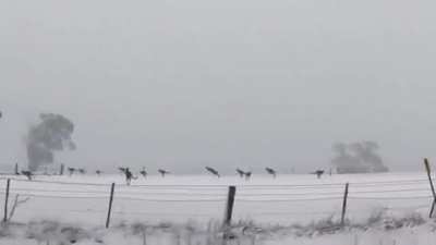 kangaroos in snow