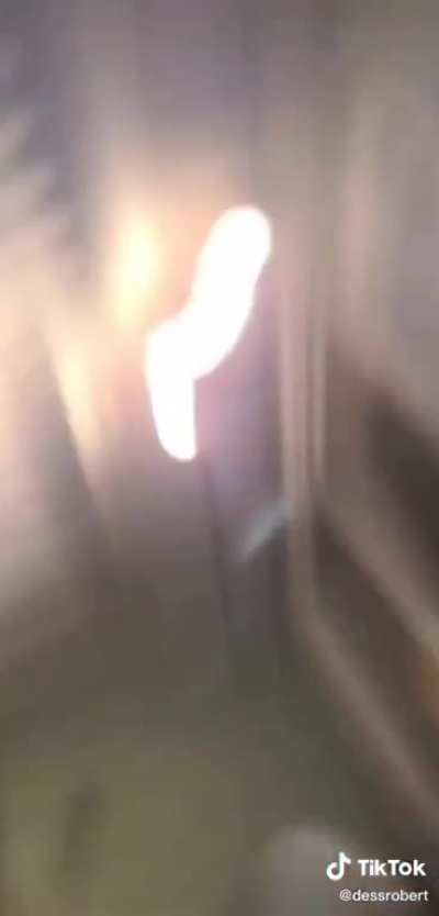 Bee causes chaos