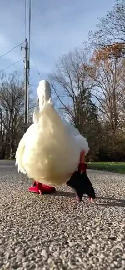 Cool as Duck!