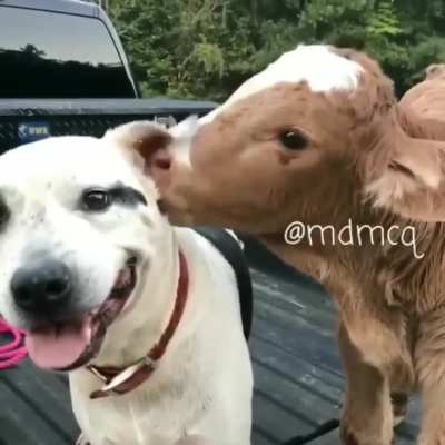 When grass dog meets dottie dog.