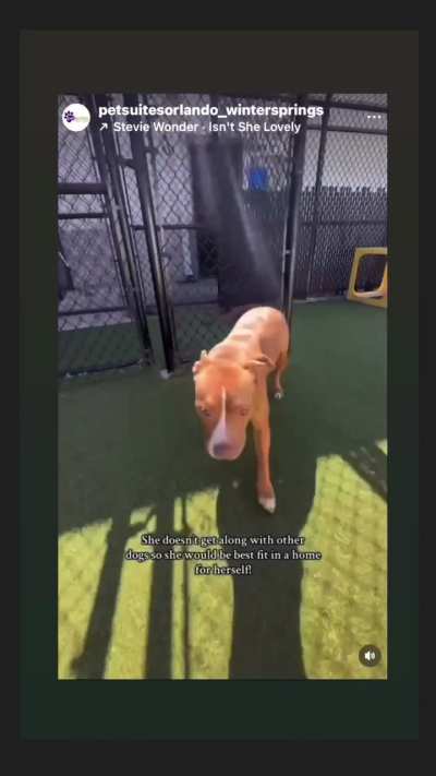Sweet Raya is looking for her furever home. She is currently at PetSuites Winter Springs, FL. Please share her!