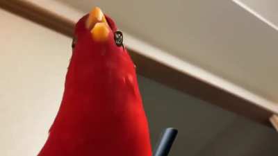 Goro Birbjima