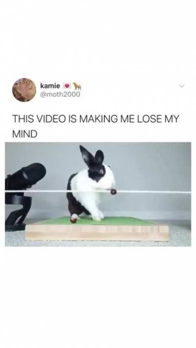 Furry_irl