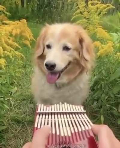 Doguinho &amp;lt;3