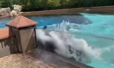 Heart-breaking footage shows 'distressed' orca banging head against tank after outliving her five babies