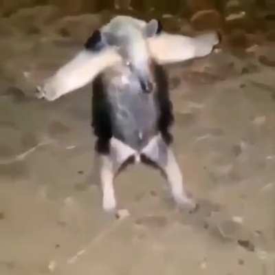 T.
