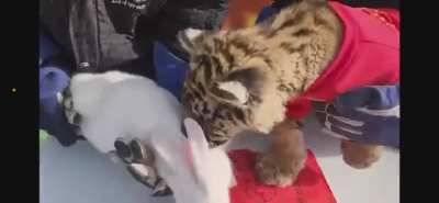 Tiger-rabbit "handover ceremony" goes awry