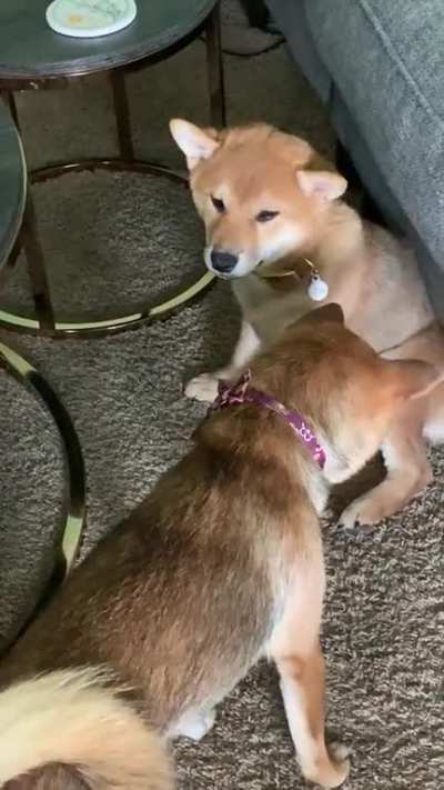 Big sis trying to tell him wearing a collar is OKAY! He doesn&rsquo;t agree....