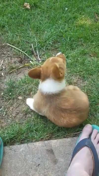 Corgi puppy gets impatient with lack of pets.