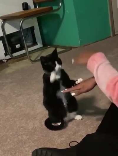 Paw on Top!