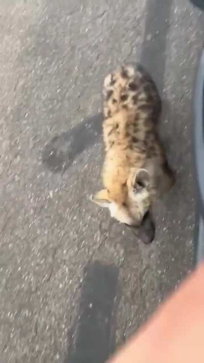 Violence_irl