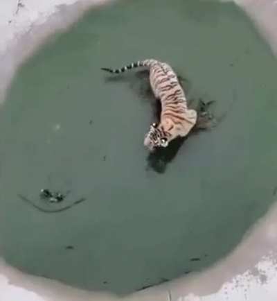 Dangerous game