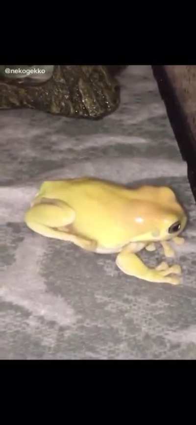 ł&euml;m&oelig;n