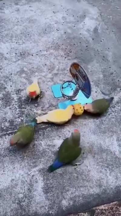 birdketball