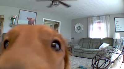 Puppy gets confused when he can hear but not see mom