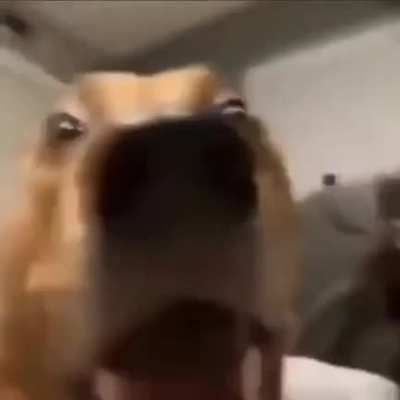 HOLY SHIT DEMODOG!!!