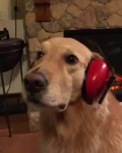 Loud barking