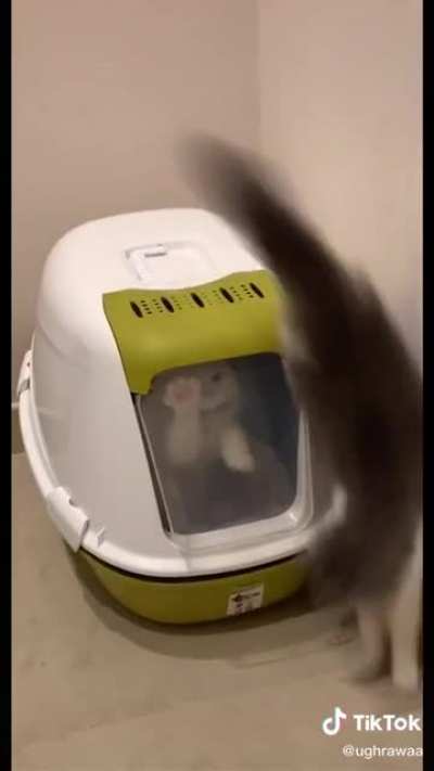 Cat "trapped" inside the litterbox