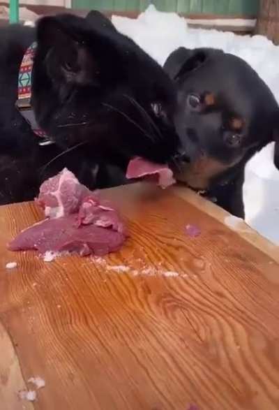 Playing in the snow