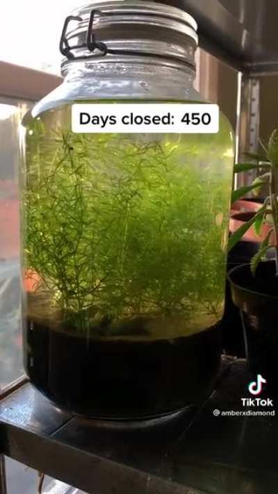Ecosystem inside of a jar