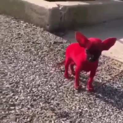 &ldquo;Listened to Whole lotta red today for the first time and did this to the dog lmao&rdquo;