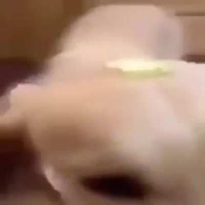 Shitpost Status