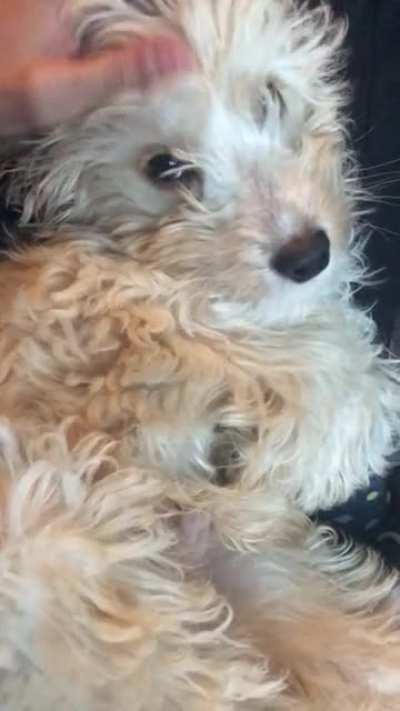 When the Belly rubs stop