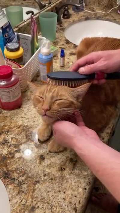 Hobbes has his own brush &amp;amp; comb for brushies. He was enjoying this session quite a bit!